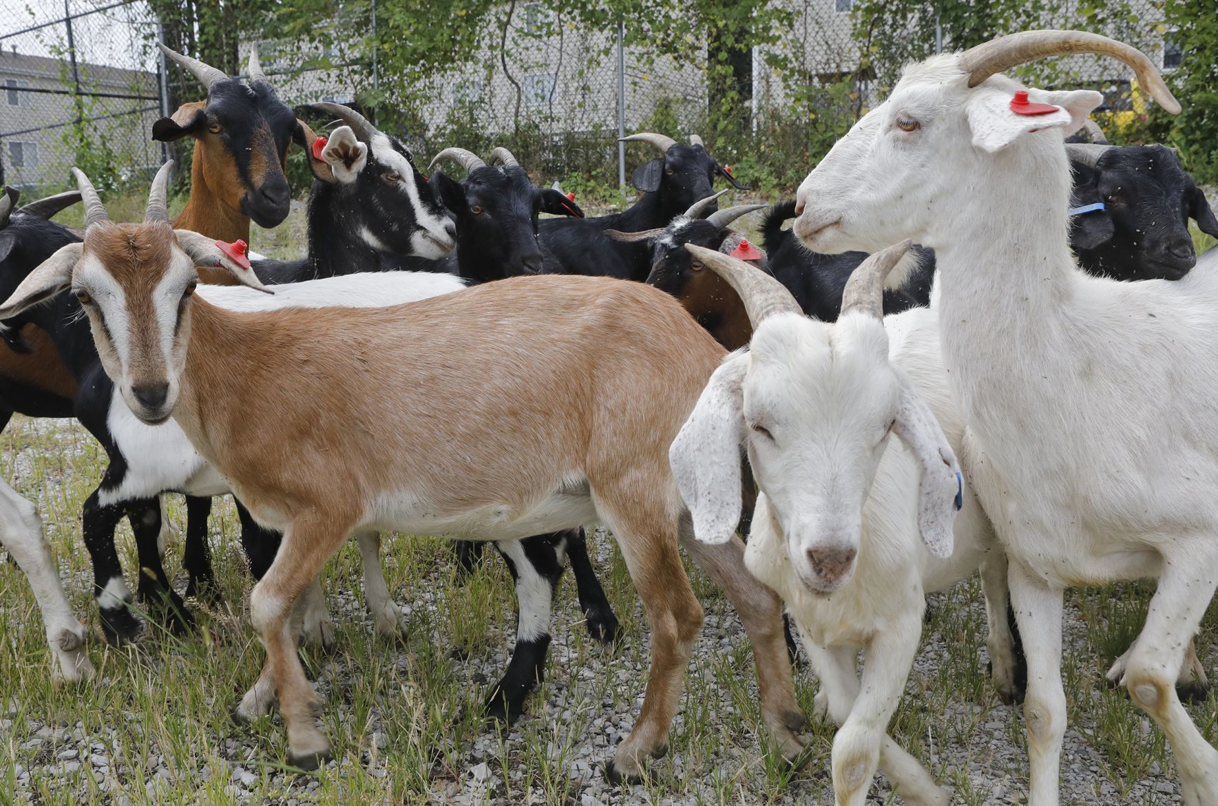 Goats make quick work of urban clearing